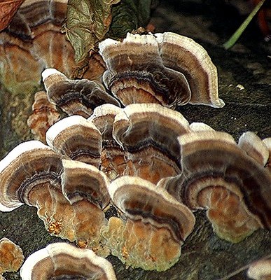 fungi on tree