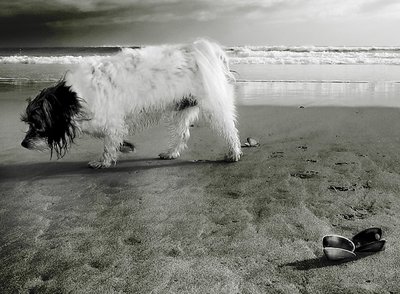 seashells,dog and beach