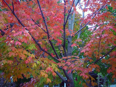Toronto Fall Maple tree