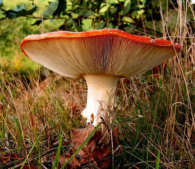 Mushroom lines