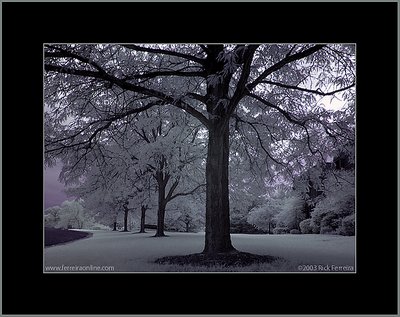 Infrared Trees