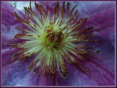 Floating Clematis