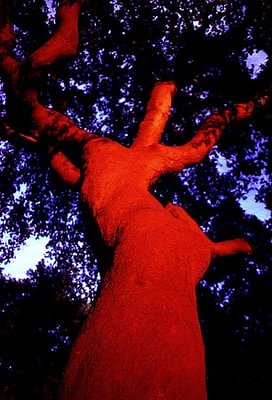 Cork Tree Close-Up