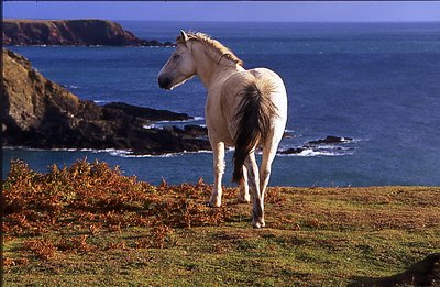 Welcome to \'my\'  Wales