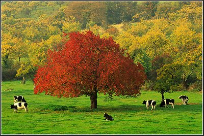 Autumn Meadow