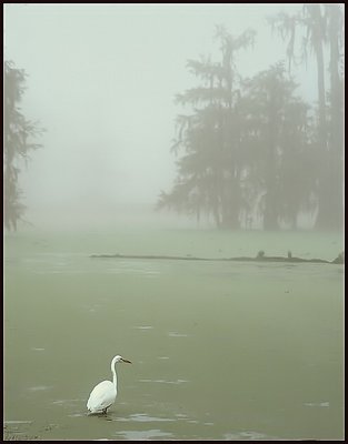 Cypress Swamp