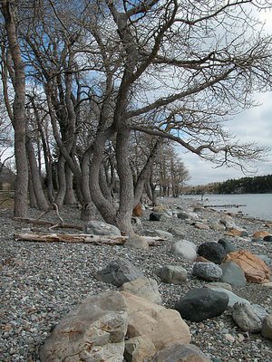 rocks and trees