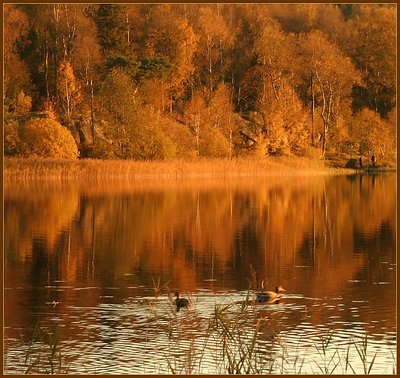 Reflections in red 2