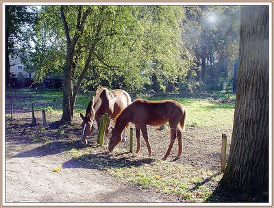 Horses in Autumn Sunlight 1