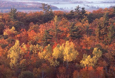 Fall Colours