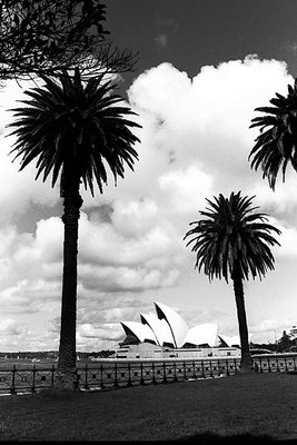 Palms and Sails