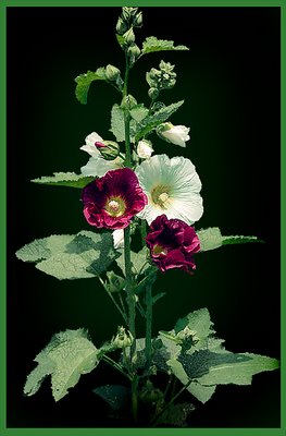 Hollyhock (Malva)