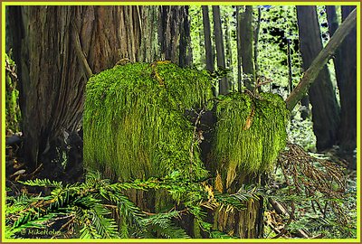 Moss Growing On old Stump