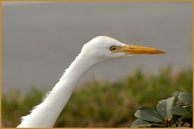 Long Beak