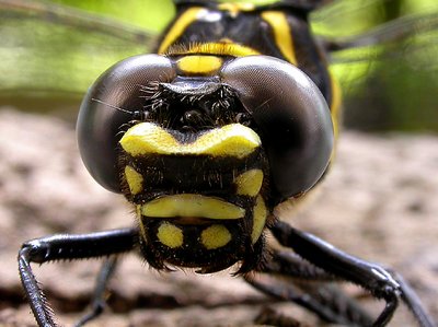 BLACK-YELLOW DRAGONFLY