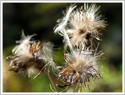 Dried Flowers