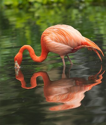 Chilean Flamingo