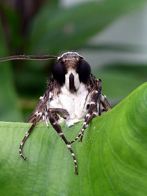 Costa Rican Moth