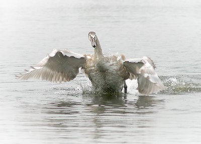 swan playing