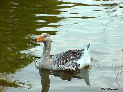 Passeio No Lago