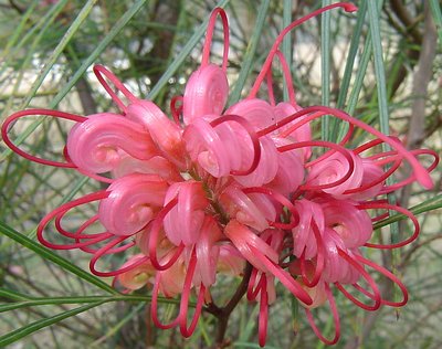 grevillea