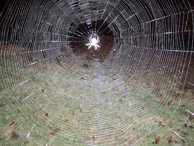 spinning her web