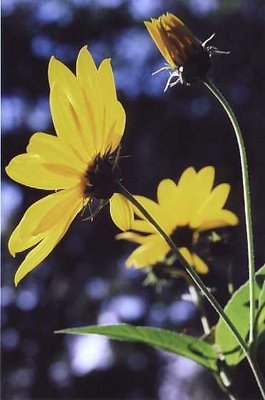 Yellow Wildflower