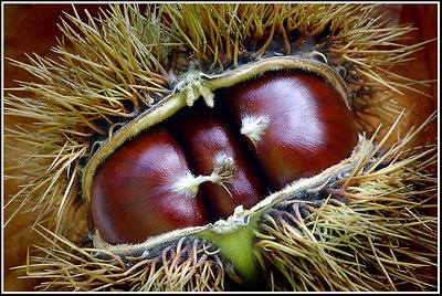 Chestnuts