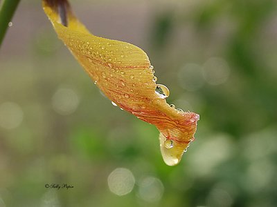 A Drop of Dew