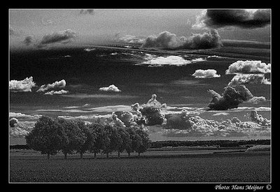 Trees and sky