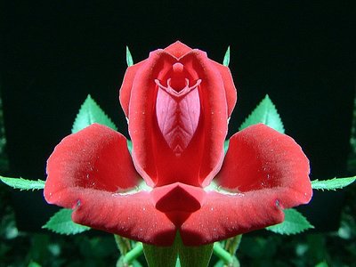 Symmetrical Rose Portrait