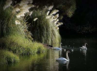 3 Swans