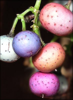 berries