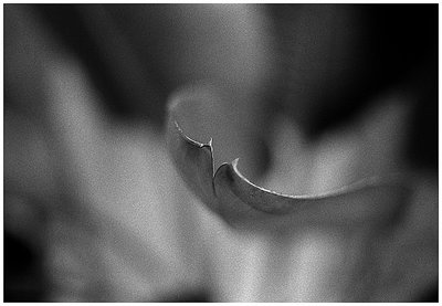 Leaves (9)