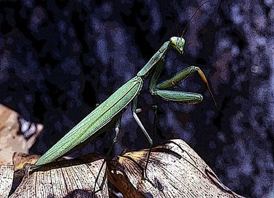 Praying Mantis