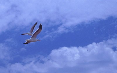 Birds Flying Over Sunset Cliffs CA July 15-2002