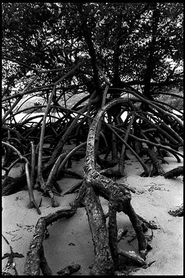 Mangrove Roots