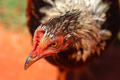 "Huli Huli" Chicken