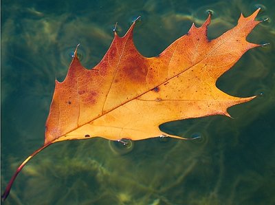 Floating Autumn Leaf