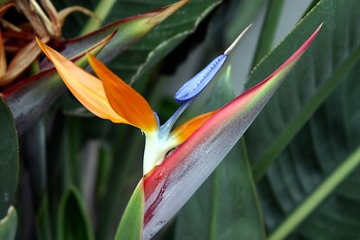 Bird of Paradise