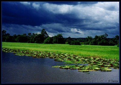 Amazon Forest