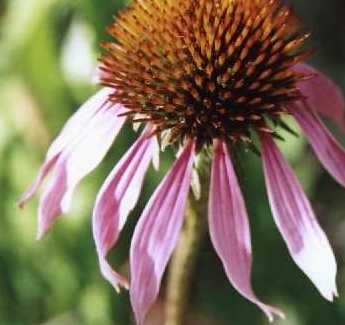 Purple Wildflower