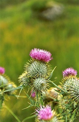 Scottish Thistle