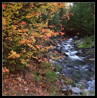 Foliage by Creek