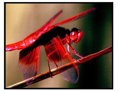 RED  (rescanned)
