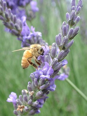 Bee & Lavender