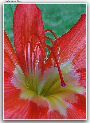 Flower of Dunes