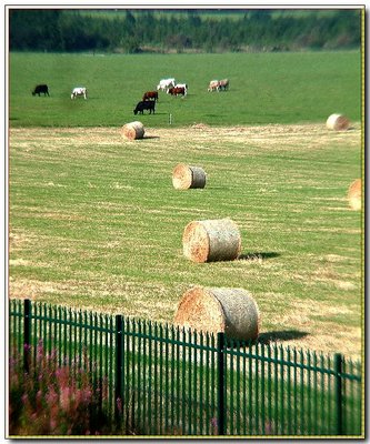 Hays and Cows