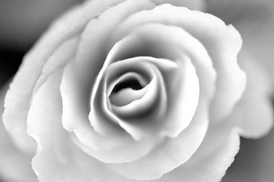 White rose