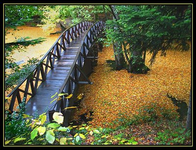 Bridge on the leafs